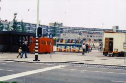 1981